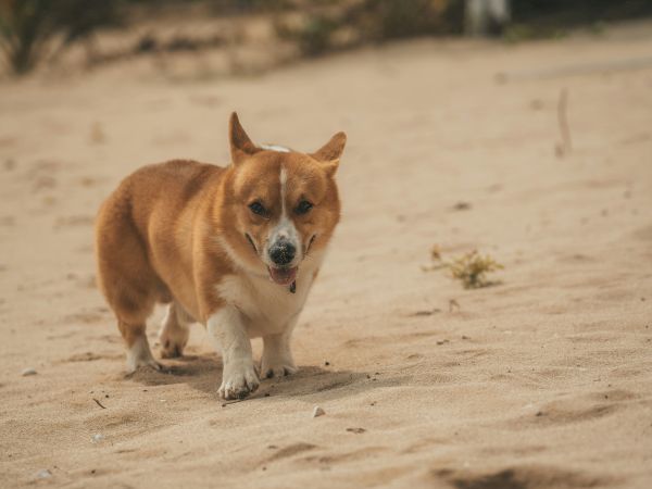 A brown-and-white stray dog walks toward the camera on a sandy, rocky road.